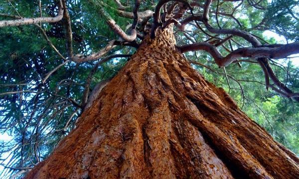 پیرترین درخت دنیا را کجا می توان دید؟