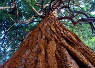 پیرترین درخت دنیا را کجا می توان دید؟