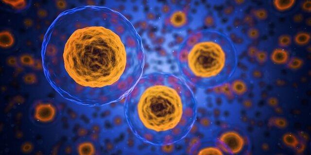 کشف سلول هایی که در واکنش سیستم ایمنی به عفونت های تنفسی نقش دارند