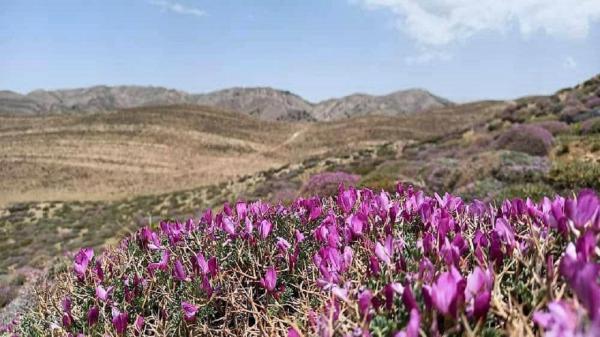 زیبایی های جهت پیمایش قله سوسن، چناران