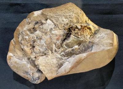 کشف یک قلب 380 میلیون ساله!