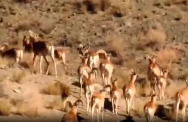 ببینید ، گله پرجمعیت گوسفندان وحشی در پارک ملی توران